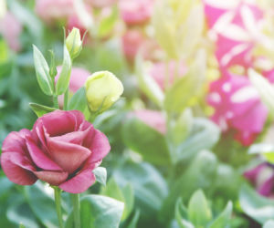 Eustoma wielkokwiatowa