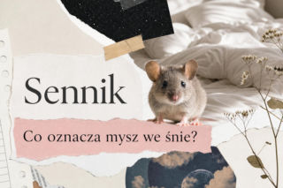 Mysz we śnie: znaczenie snu. Jak rozumieć ten symbol?