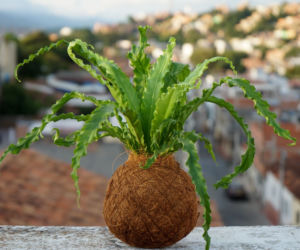 Kokedama