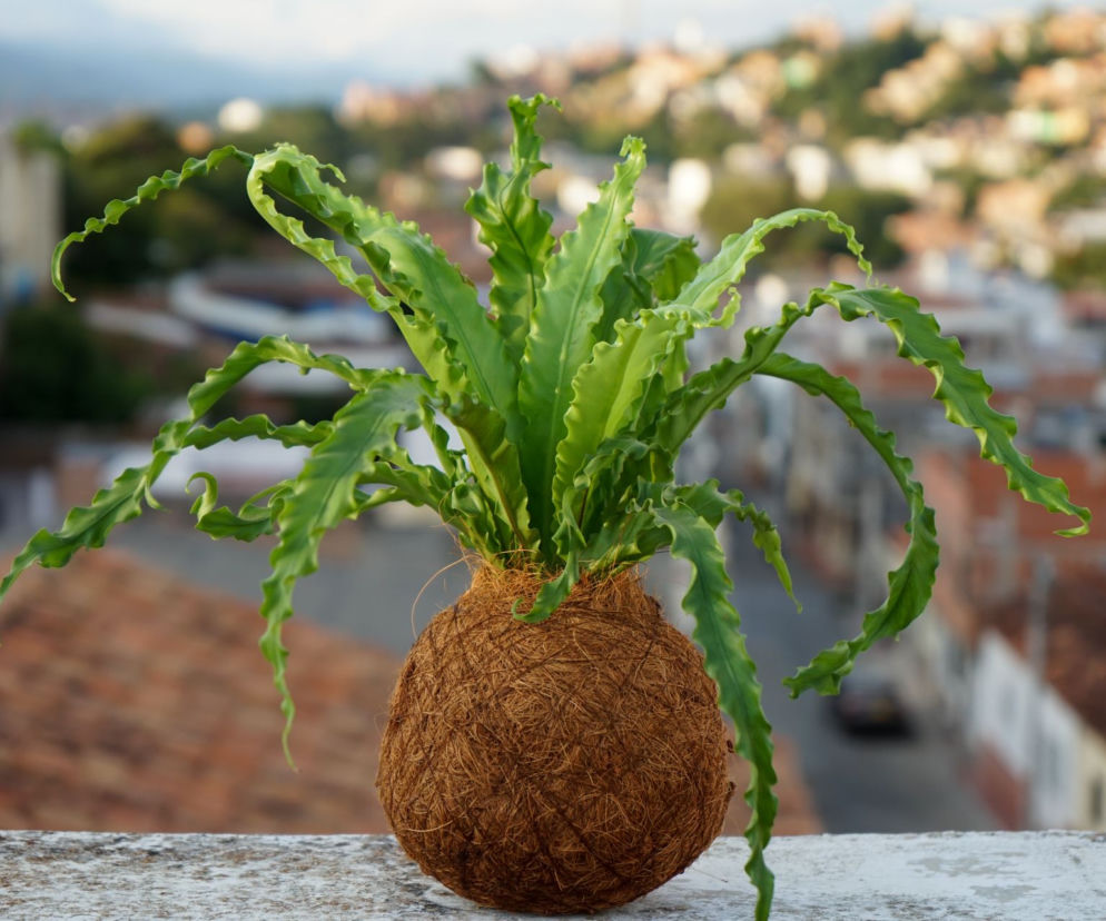 Kokedama