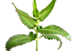 Kalanchoe Daigremonta = żyworódka - Kalanchoe daigremontiana