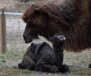 W poznańskim zoo urodził się mały wielbłąd.