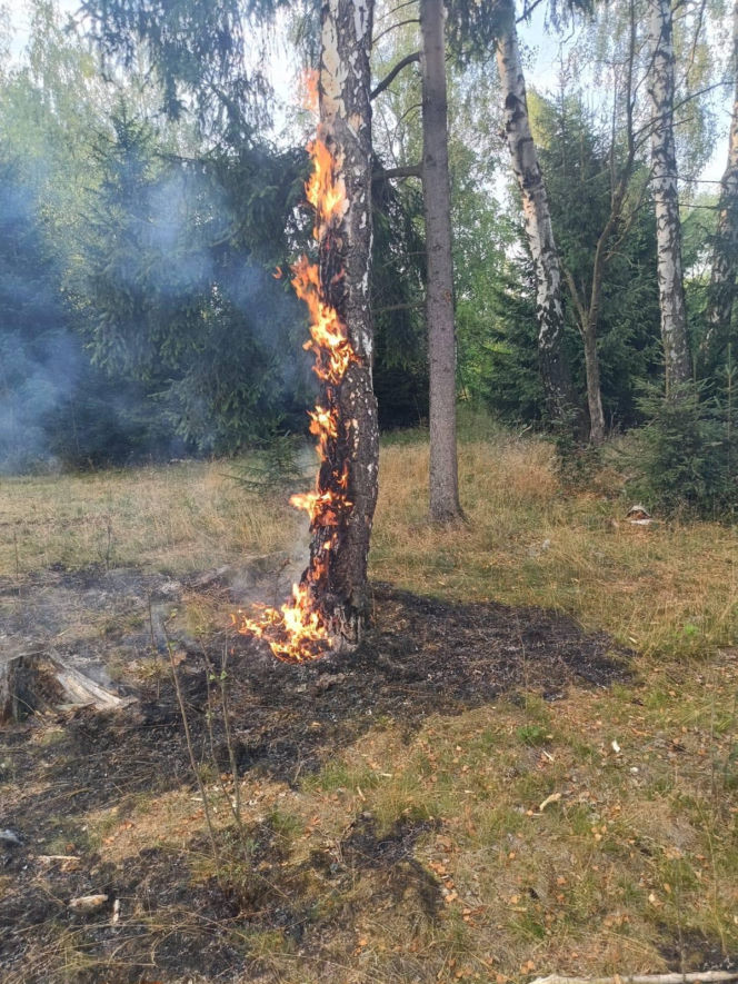 Pożary na Dolnym Śląsku jeden po drugim. Leśnicy pokazali nagranie i apelują!