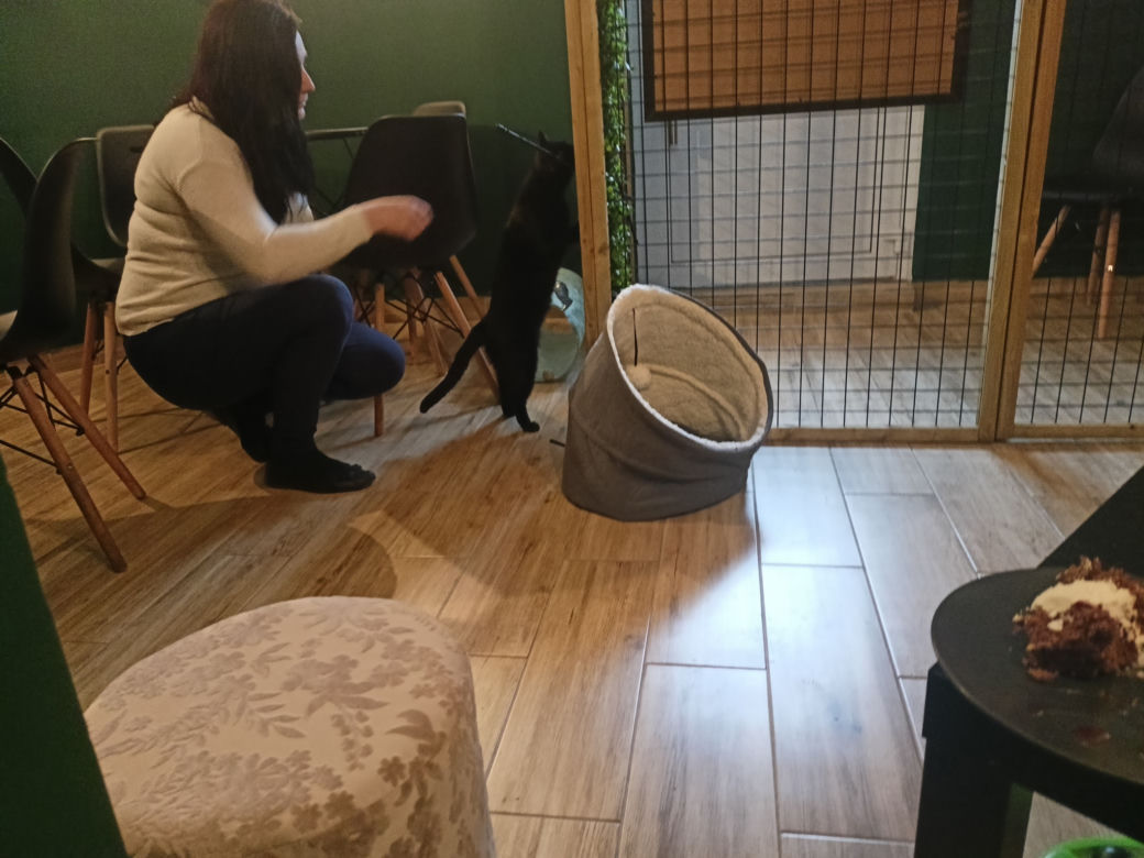 Kocia kawiarnia w Bielsku-Białej