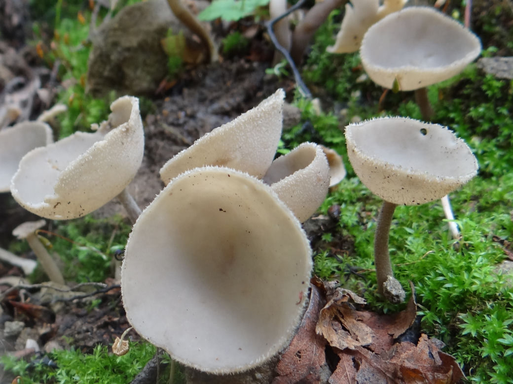 Piestrzyca popielata