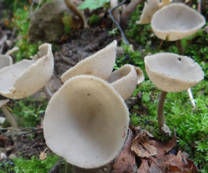 PIESTRZYCA POPIELATA