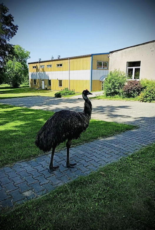 Prawdziwy emu na terenie szkoły pod Sulęcinem. Dzieci bały się wyjść na dwór [ZDJĘCIA].
