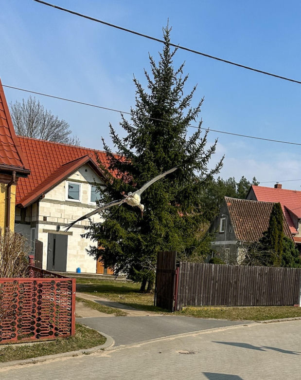 Pojechaliśmy odwiedzić Krutka. Bocian-celebryta wrócił na ukochaną wieś