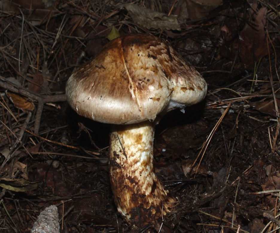 Gąska sosnowa