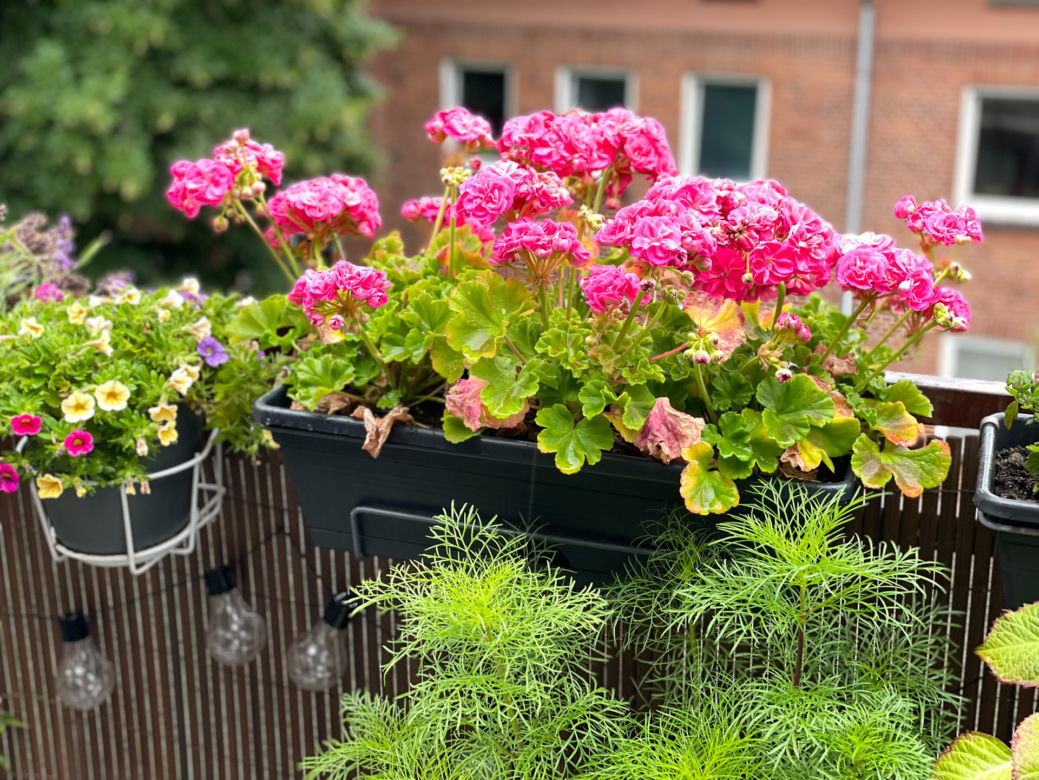 Pelargonie