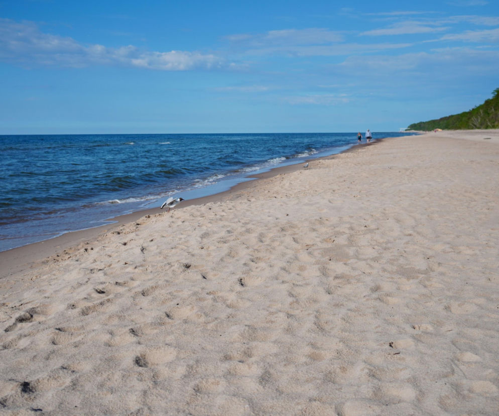 Szeroka, piaszczysta plaża w Pobierowie z kilkoma osobami spacerującymi w oddali, błękitnym morzem Bałtyckim i zielonym lasem sosnowym na wydmach, ukazująca walory tej popularnej miejscowości. Więcej o Pobierowie przeczytasz na naszym portalu.