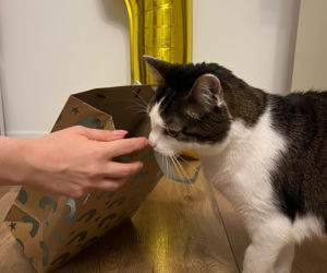 Rok temu walczył o życie. Dziś kot Panduś świętuje rocznicę w nowym domu