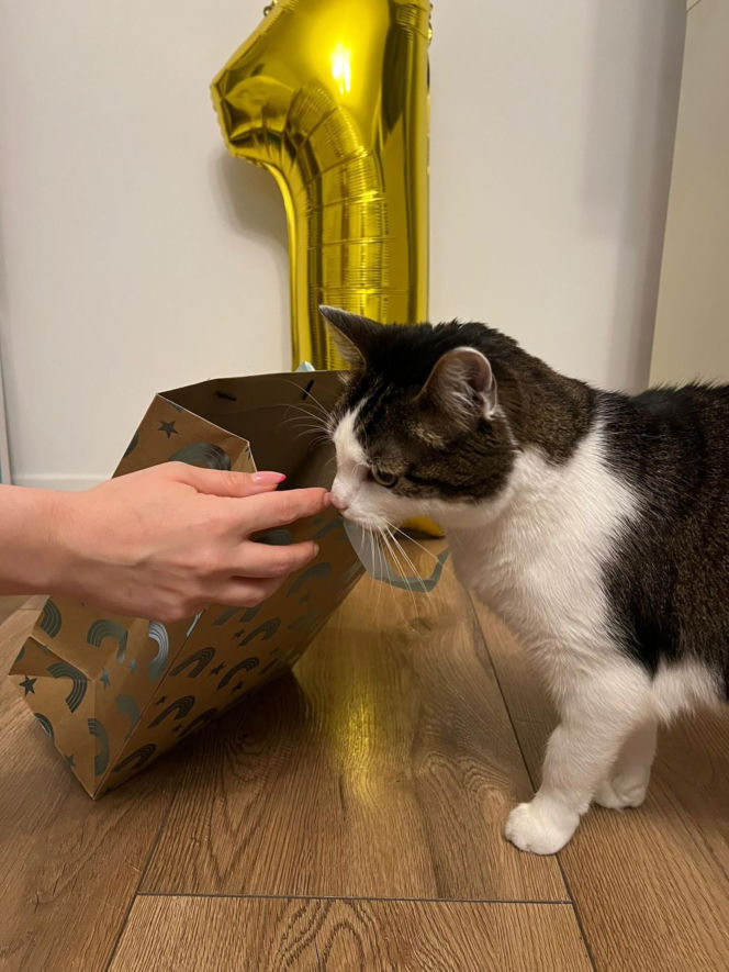 Rok temu walczył o życie. Dziś kot Panduś świętuje rocznicę w nowym domu