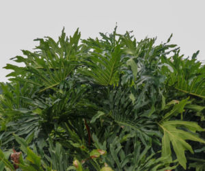 Filodendron podwójnie pierzasty