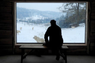 Takiego zoo w Polsce jeszcze nie było! Wilki polarne na wyciągnięcie ręki