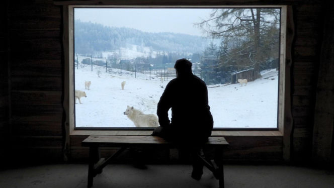 Takiego zoo w Polsce jeszcze nie było! Wilki polarne na wyciągnięcie ręki