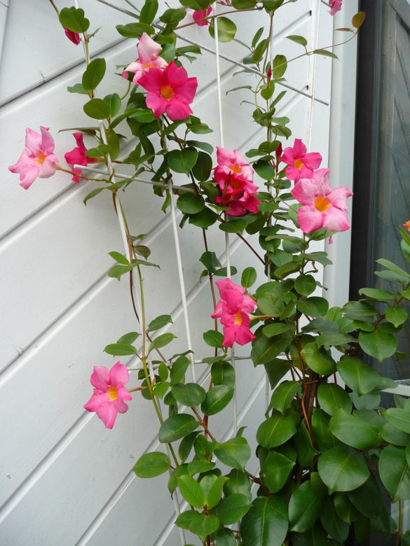 Zapomnij o pelargoniach. To najmodniejsza roślina balkonowa tego roku