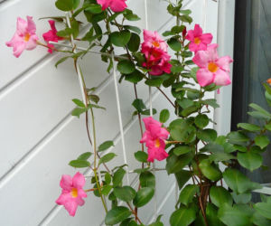 Zapomnij o pelargoniach. To najmodniejsza roślina balkonowa tego roku