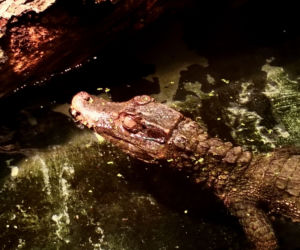 Kajman złapany we Wrocławiu trafił do ogrodu zoologicznego