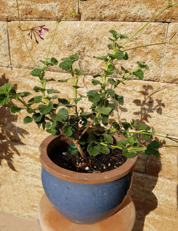 Pelargonia afrykańska