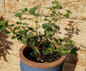 Pelargonia afrykańska