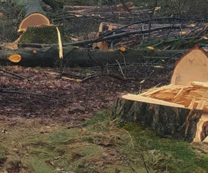 Tragedia podczas wycinki drzew. Olbrzymi konar zmiażdżył Pawła w lesie
