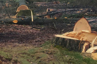 Tragedia podczas wycinki drzew. Olbrzymi konar zmiażdżył Pawła w lesie