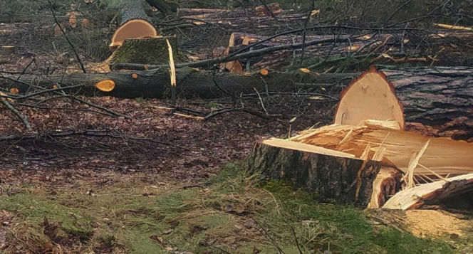 Tragedia podczas wycinki drzew. Olbrzymi konar zmiażdżył Pawła w lesie