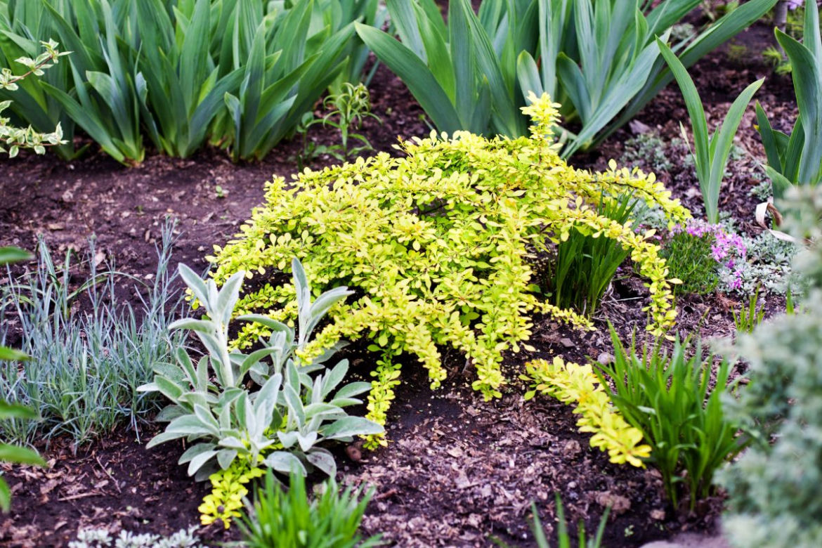 Berberys Thunberga