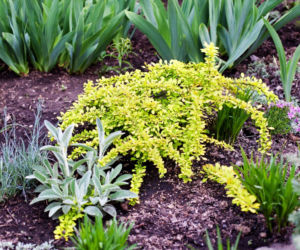 Berberys Thunberga