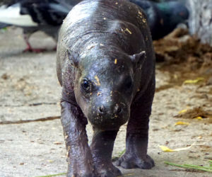 Hipopotam karłowaty z wrocławskiego zoo
