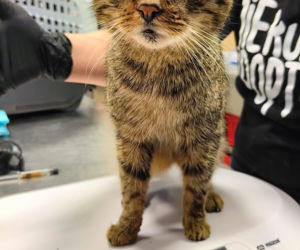 Horror we Wrocławiu! 46 kotów w jednym mieszkaniu. Głodne, niewidome, bez wody