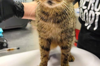 Horror we Wrocławiu! 46 kotów w jednym mieszkaniu. Głodne, niewidome, bez wody