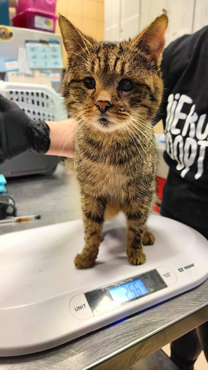 Horror we Wrocławiu! 46 kotów w jednym mieszkaniu. "Głodne, niewidome, bez wody"