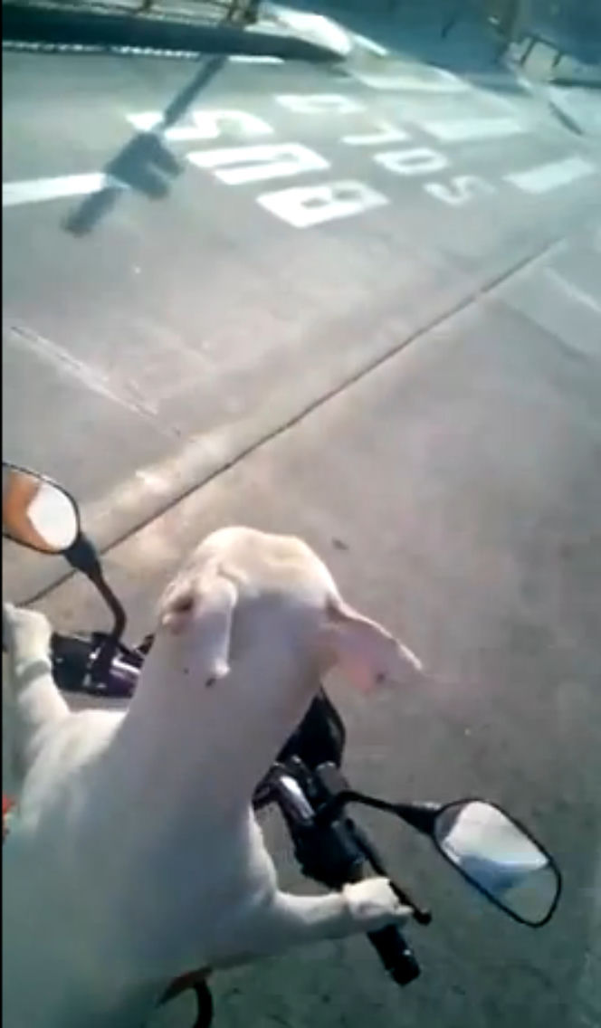 Pies jeździ na motocyklu