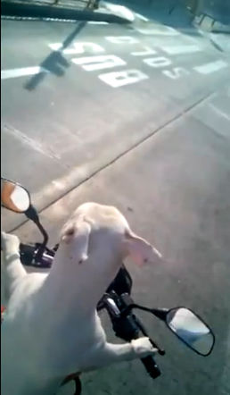 Pies jeździ na motocyklu