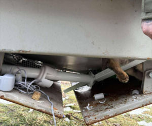 Doda cudem uniknęła śmierci! Właścicielka wyrzuciła ją do kontenera na elektrośmieci