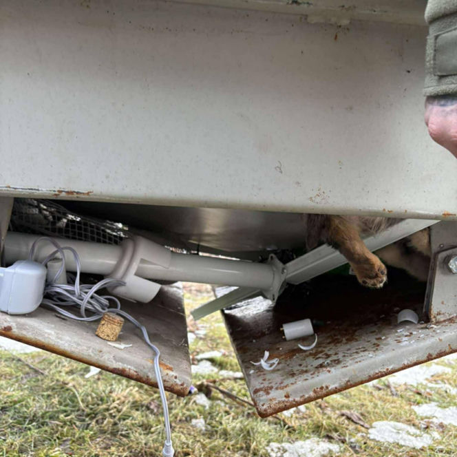 Doda cudem uniknęła śmierci! Właścicielka wyrzuciła ją do kontenera na elektrośmieci