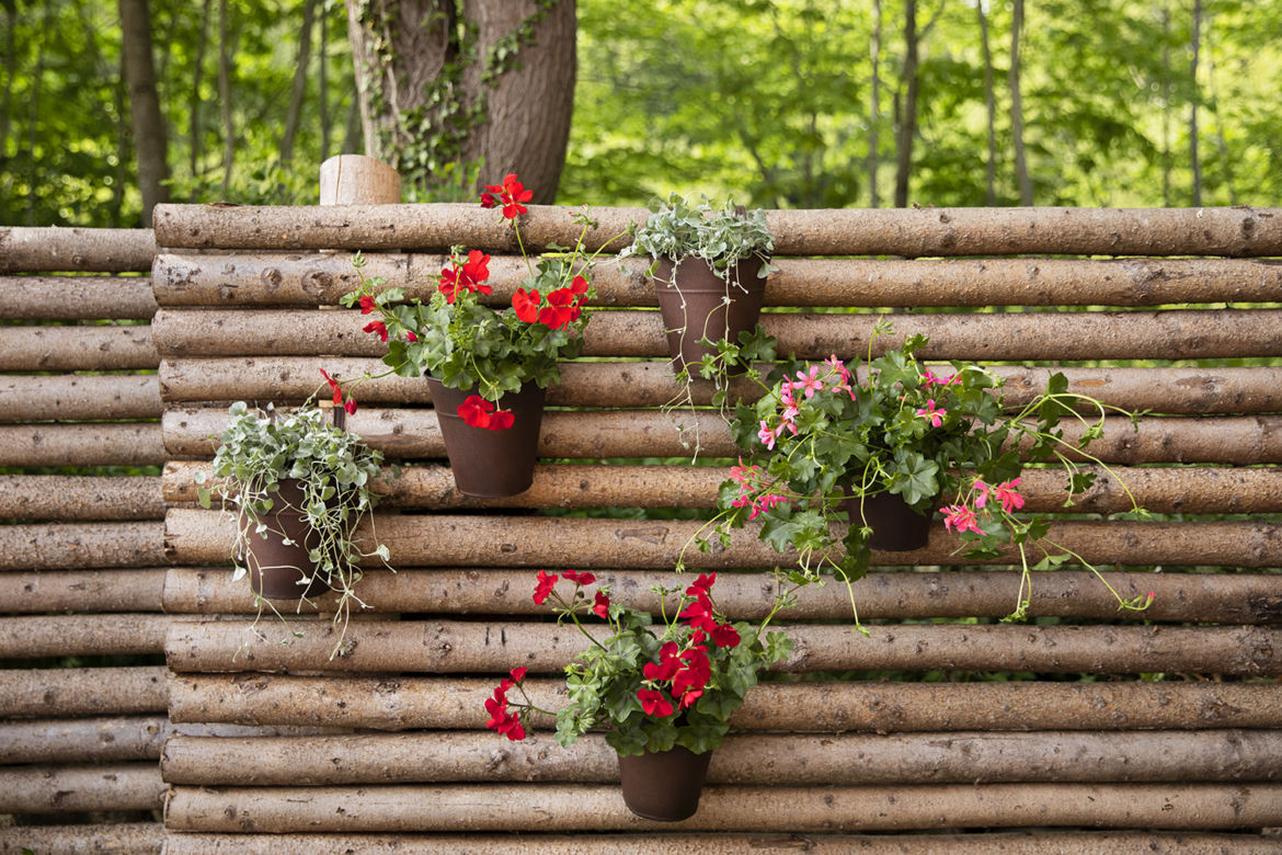 Pelargonie