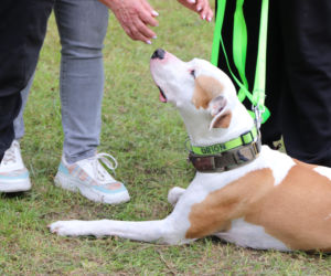XIII Piknik Przyjaciół Schroniska w Toruniu. Fotorelacja z imprezy