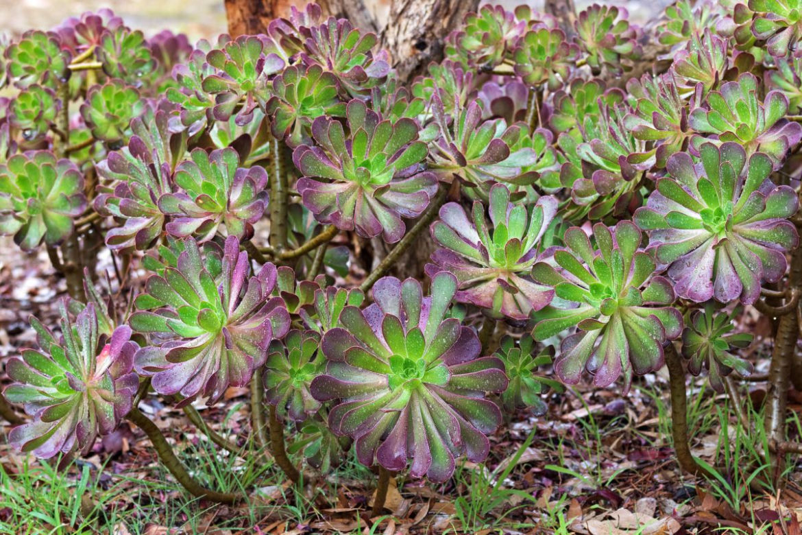 Eonium drzewiaste