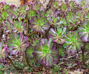 Eonium drzewiaste
