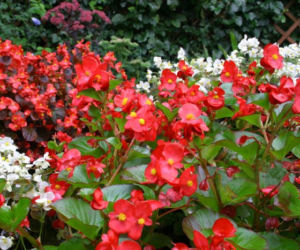 Begonia stale kwitnąca
