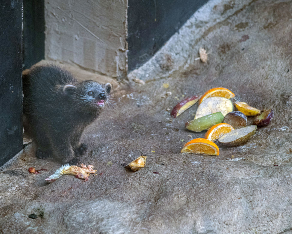 Baby boom w Orientarium ZOO Łódź. Weź udział w konkursie na imiona dla maluchów!