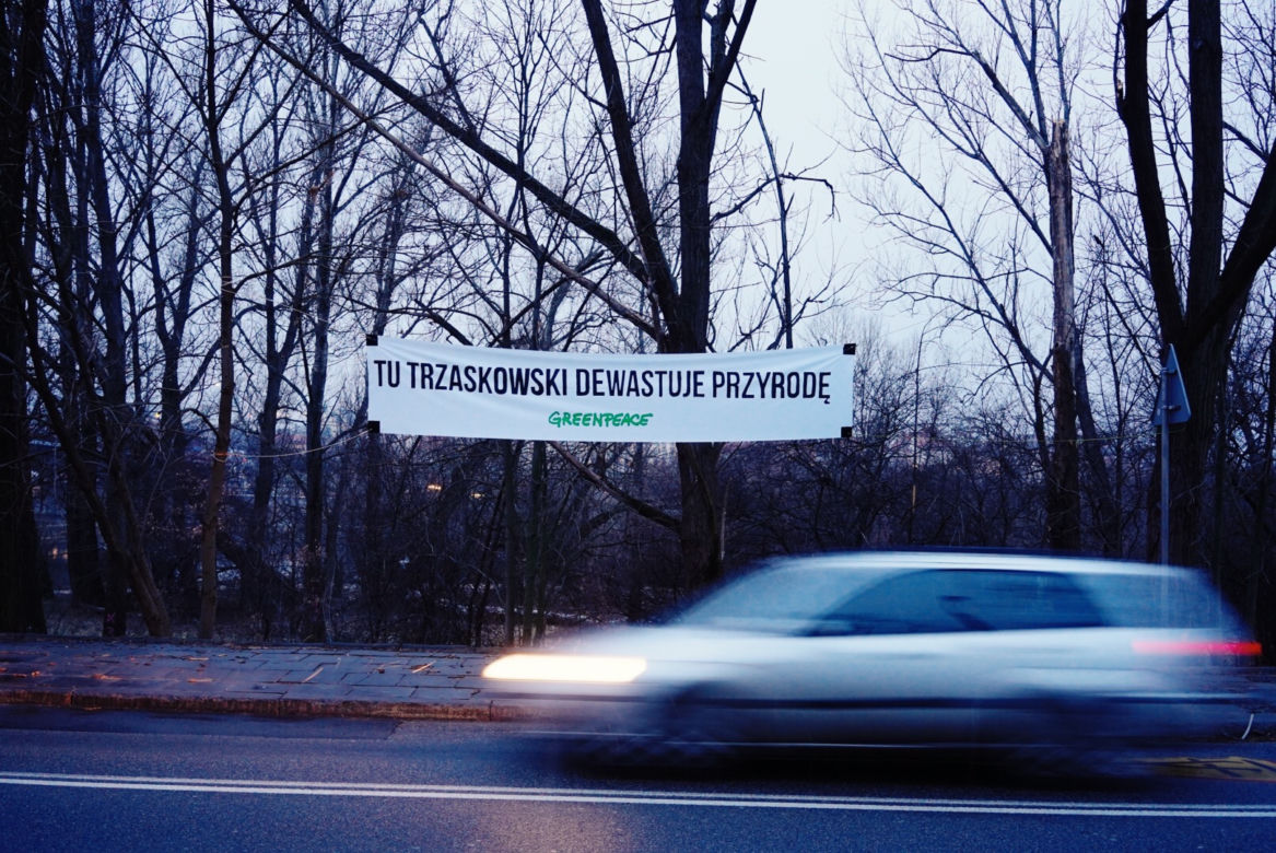 Aktywiści Greenpeace bronią drzew nad Wisłą