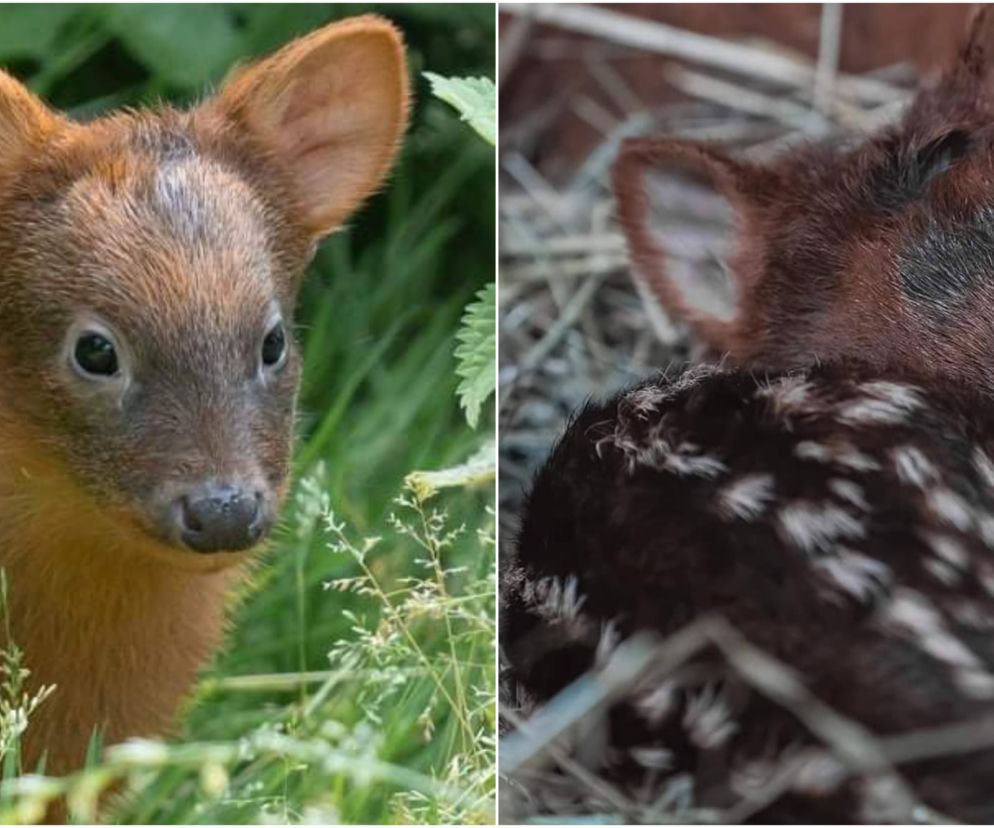 Wybierz imię dla maluszka z ZOO! To już ostatnie chwile na głosowanie