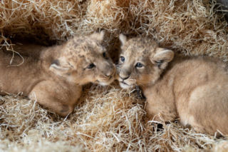 Sensacja w łódzkim zoo. Na świat przyszły lwy azjatyckie, czekano na to ponad 20 lat