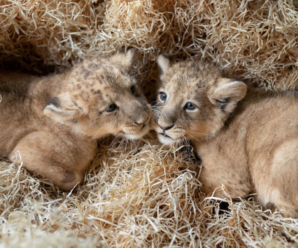 Sensacja w łódzkim zoo. Na świat przyszły lwy azjatyckie, czekano na to ponad 20 lat