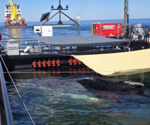 Akcja ratunkowa humbaka Timmiego