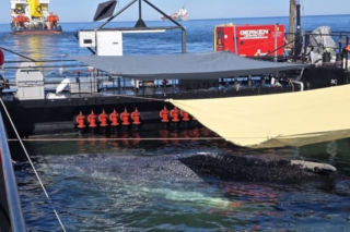 Akcja ratunkowa humbaka Timmiego